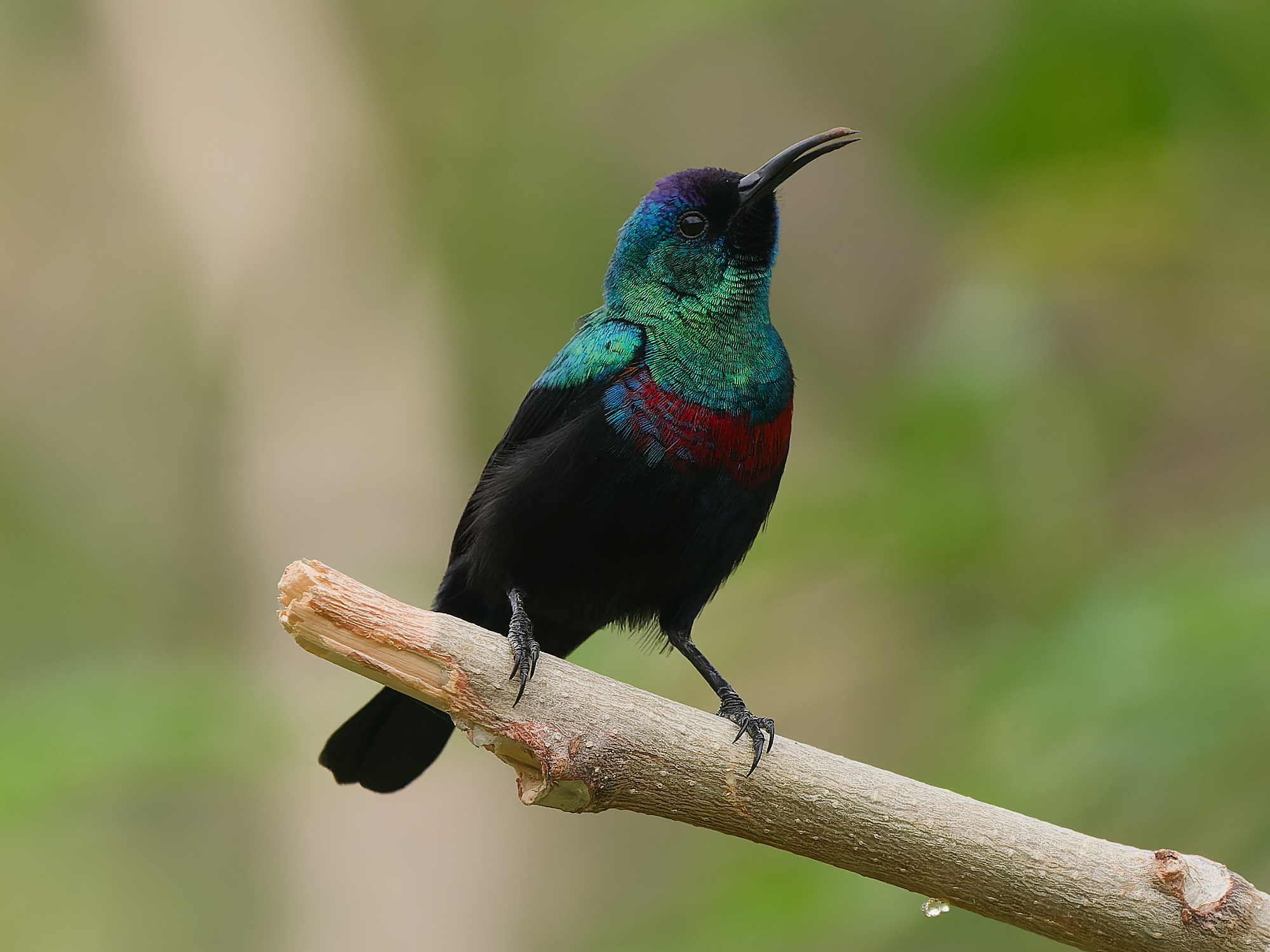 Cinnyris habessinicus / Shining sunbird / Glanshoningzuiger